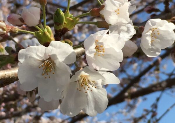 南相馬桜