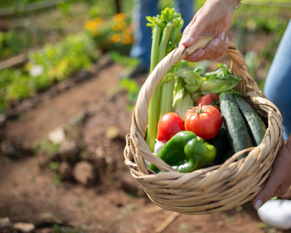 地産地消の野菜