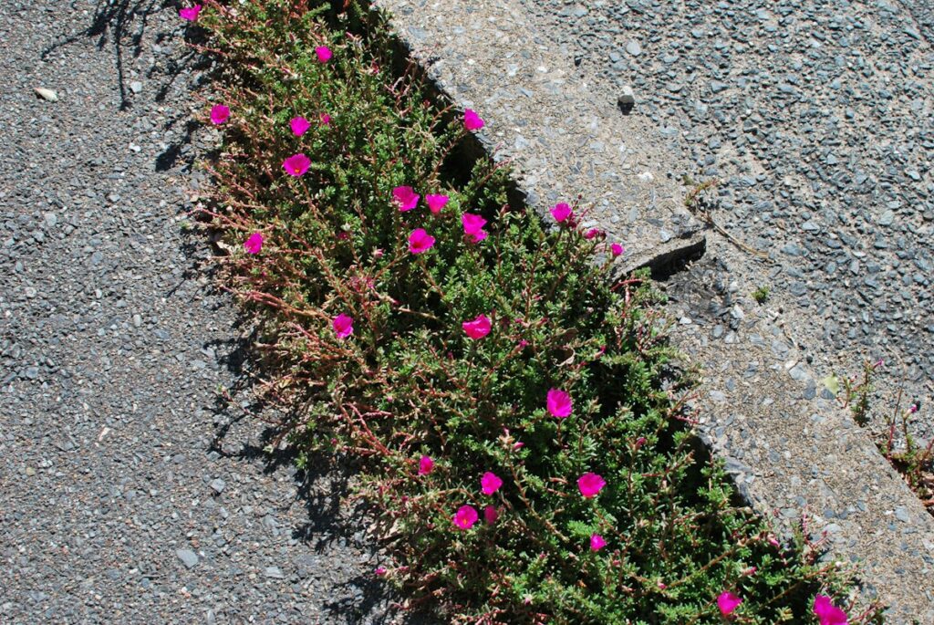 道ばたに咲く草花